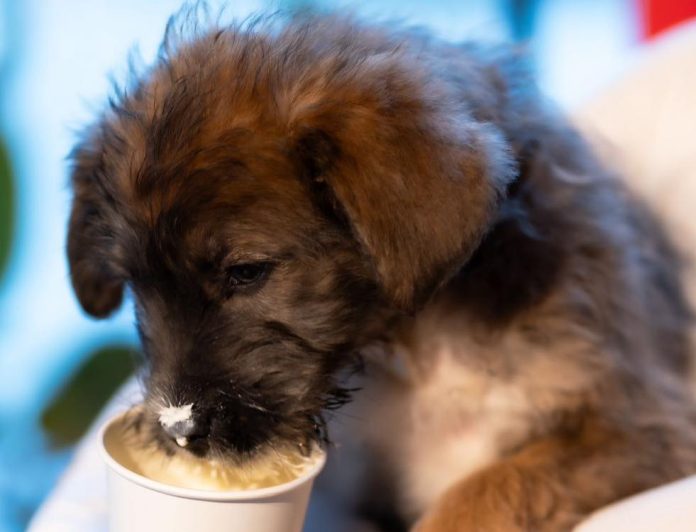 Târg de adopții pentru câini și pisici la ParkLake Shopping Center
