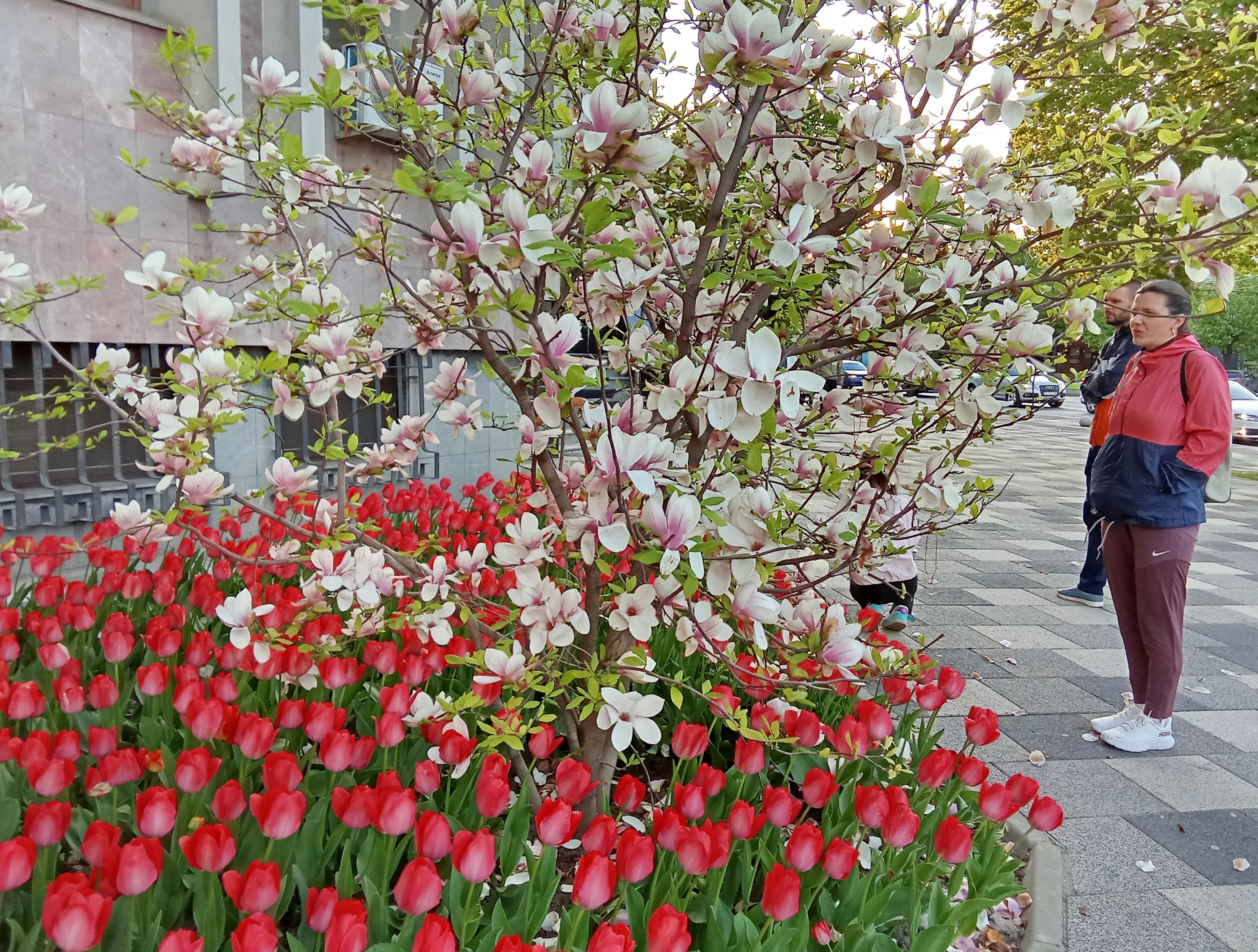 Spectacol floral atrage atenția în fața Palatului de Justiție din Galați