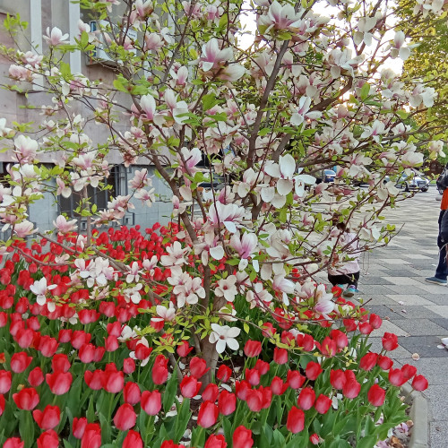 Spectacol floral atrage atenția în fața Palatului de Justiție din Galați