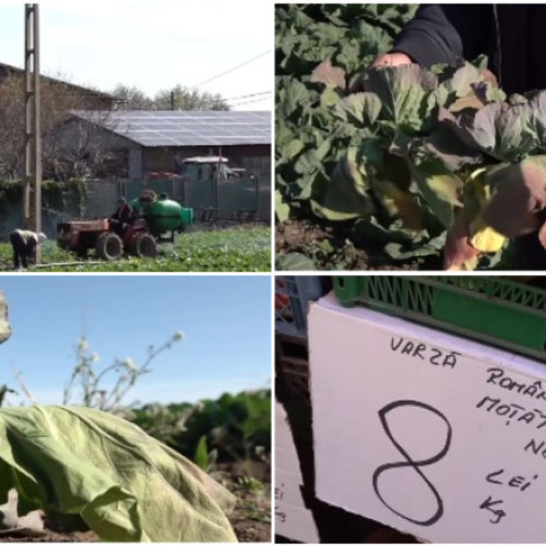 Culturile de varză din Moțăței afectate de vreme extremă