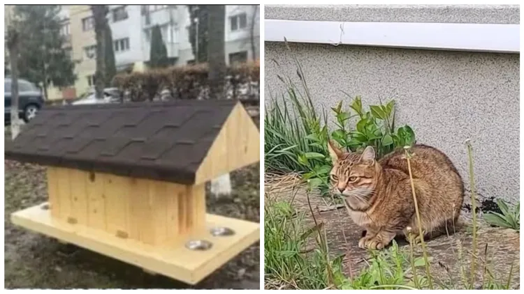 Cluj-Napoca va implementa un program pilot pentru gestionarea pisicilor fără stăpân