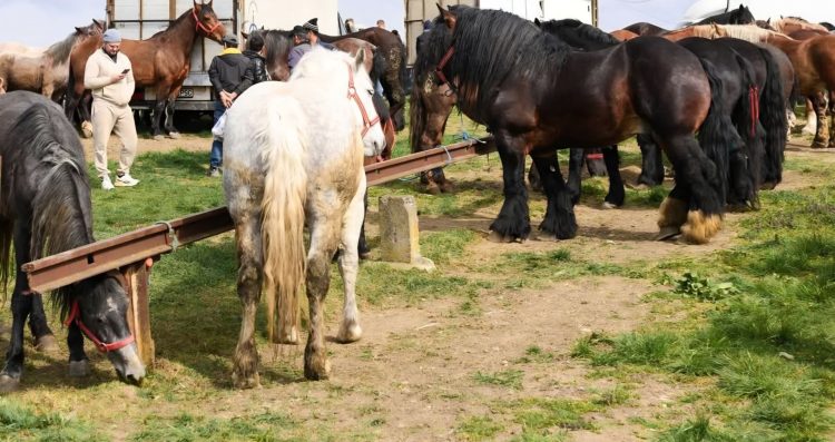 Expoziție de animale și tradiții la Șomcuta Mare pe 27 aprilie