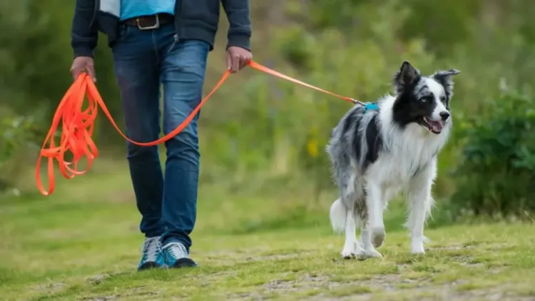 Clujenii beneficiază de sterilizări gratuite pentru animale în 2026