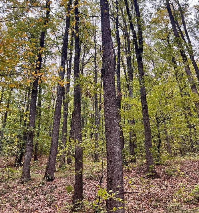 Accident tragic în Vrancea: un bărbat a decedat după ce a fost lovit de un arbore