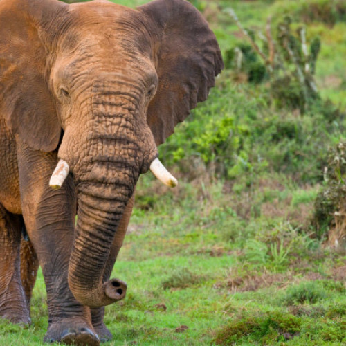 Un vânător milionar din California a fost ucis de elefanți în Africa Centrală