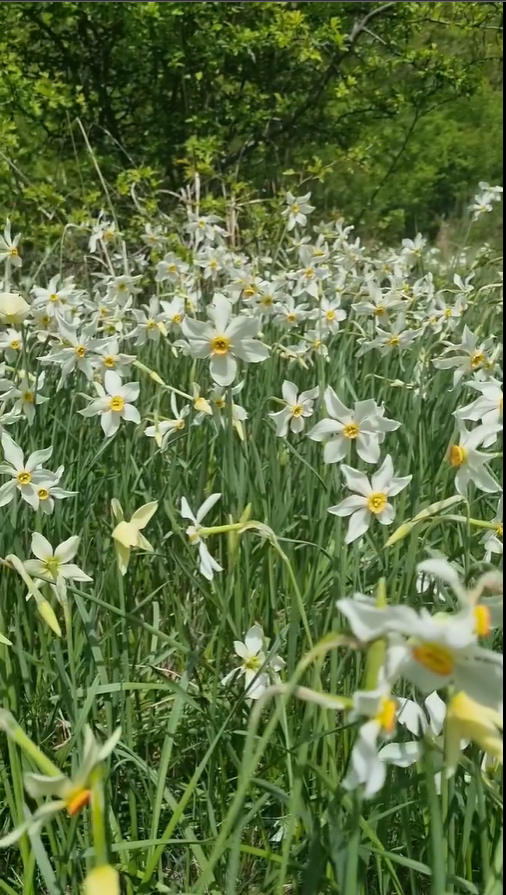 Peisaj de vis la Târgu Jiu: Flower power în Poiana Narciselor atrage vizitatori