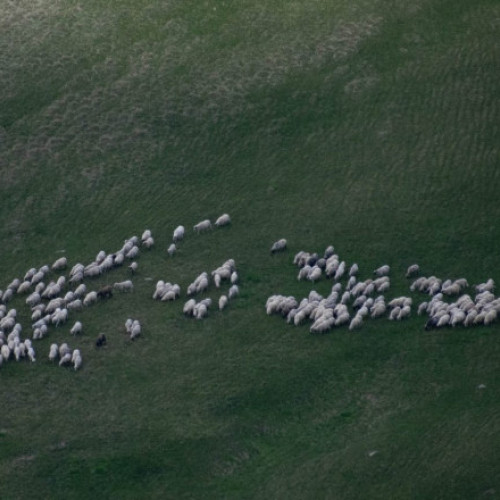 Diana Buzoianu neagă zvonurile despre interzicerea pășunatului