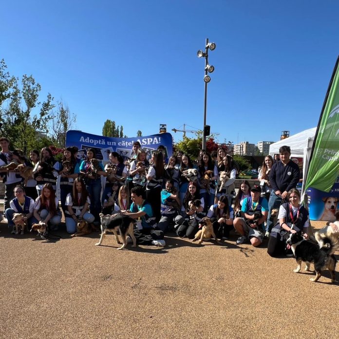 36 de animale adopte în târgul de la ParkLake Shopping Center