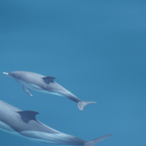 Cinco delfini și un rechin salvați din plasele braconierilor în Marea Neagră