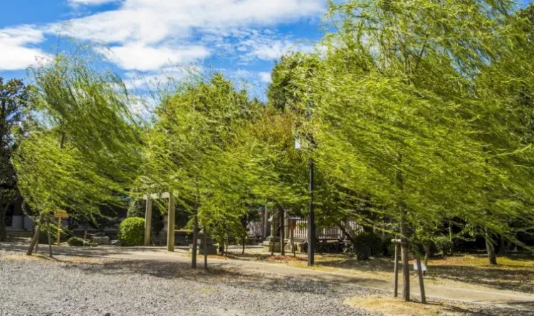 Avertizări de vânt puternic în Cluj-Napoca, inclusiv pentru weekend