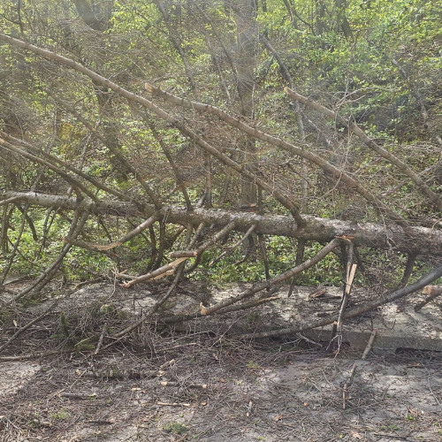 Pompierii din Neamț intervin pentru a îndepărta copacii căzuți din cauza vântului