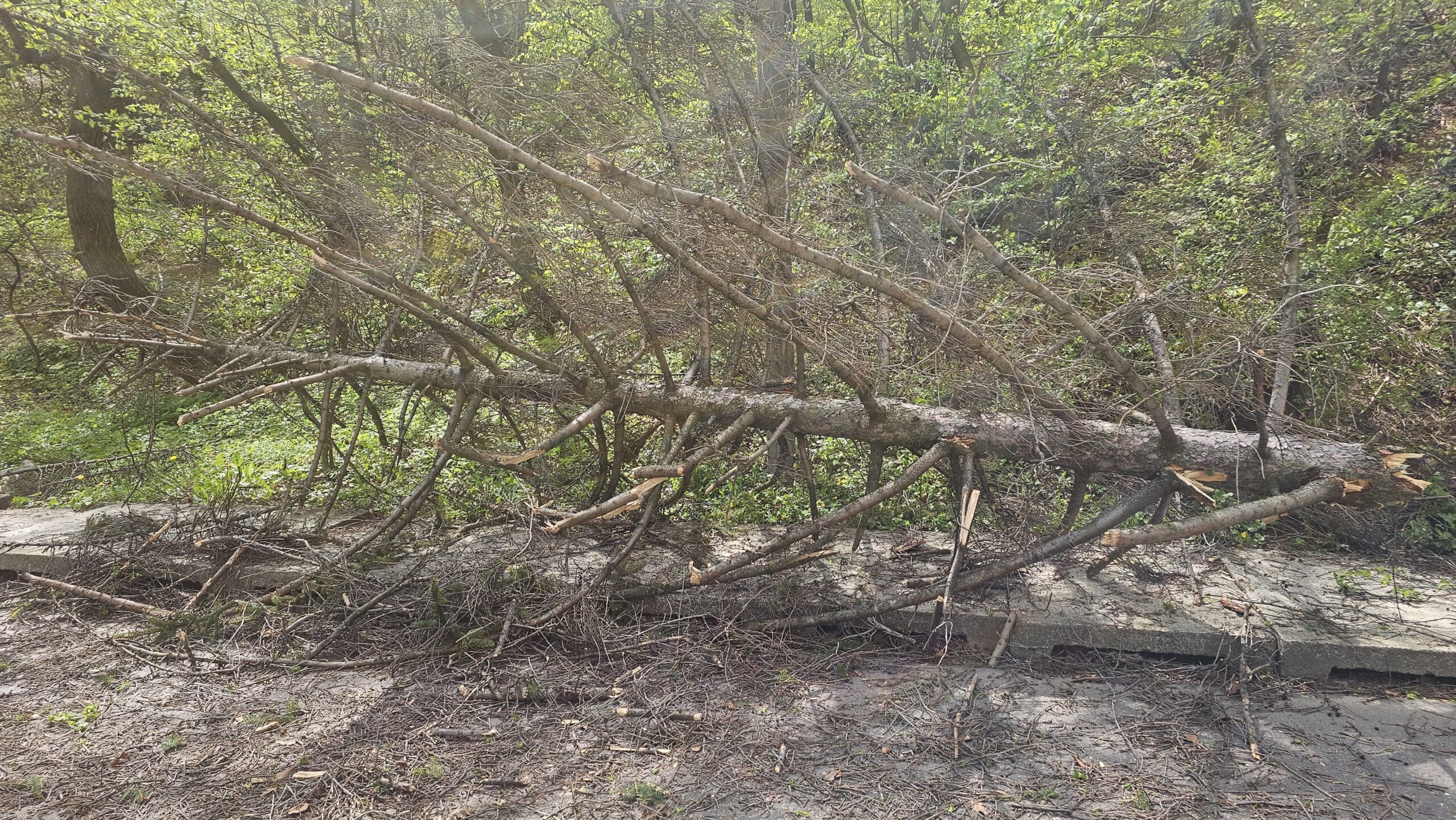 Pompierii din Neamț intervin pentru a îndepărta copacii căzuți din cauza vântului