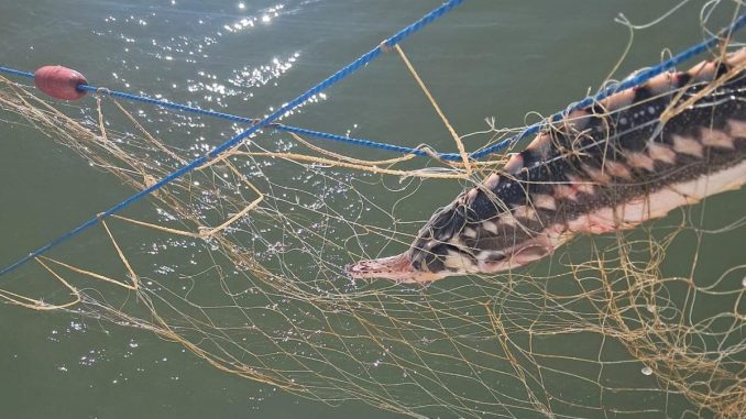 Polițiștii de frontieră descoperă plase de pescuit ilegale în Marea Neagră