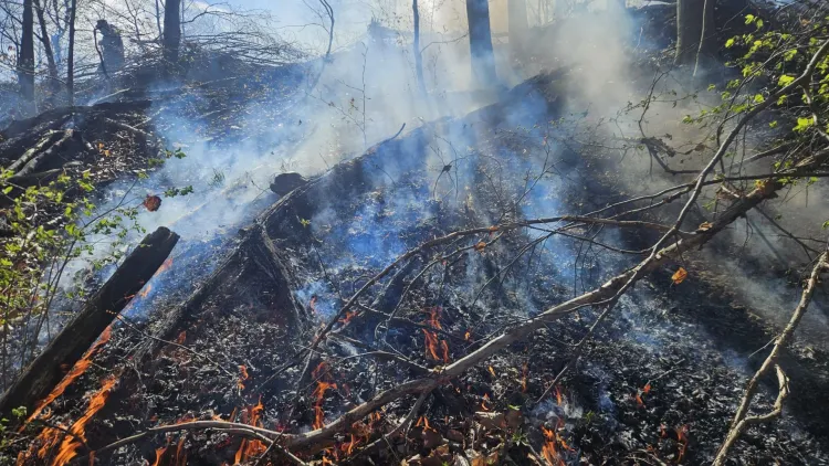 Incendiu puternic de vegetație în comuna Mărișel, intervenție complexă a pompierilor