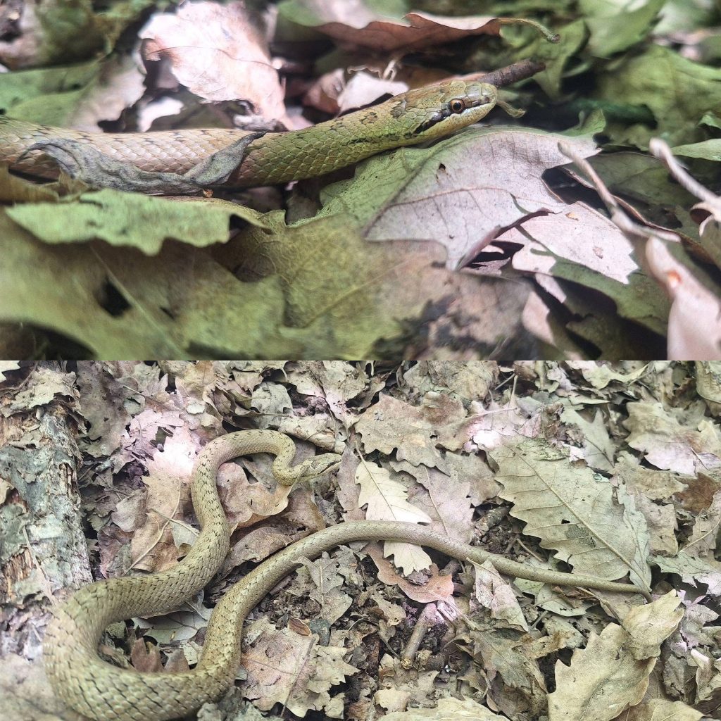 Imagini rare cu un șarpe de alun în Gorj, atrag atenția pasionaților de reptile
