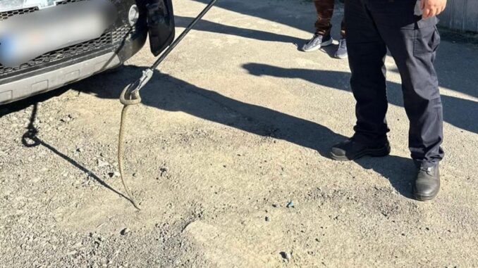 Șarpe surprins în compartimentul motor al unei mașini din Malcoci