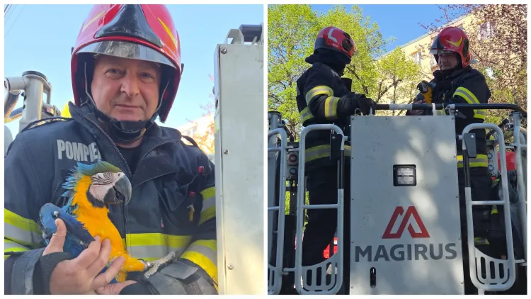 Pompierii din Turda salvează un papagal speriat dintr-un brad