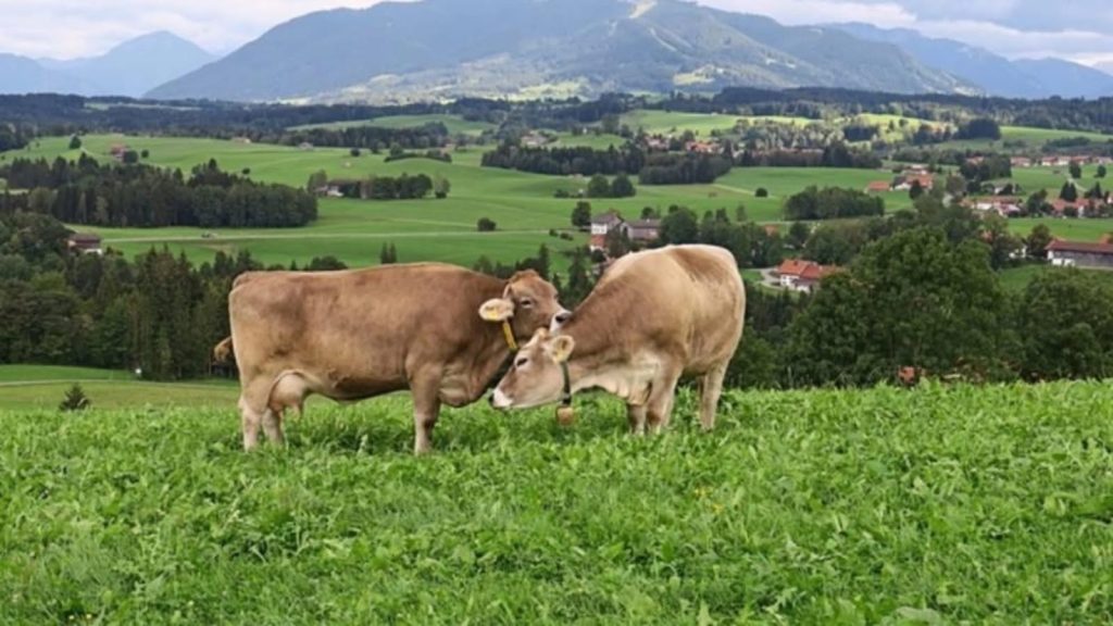 Panică printre fermieri: Ministerul Mediului neagă interzicerea pășunatului