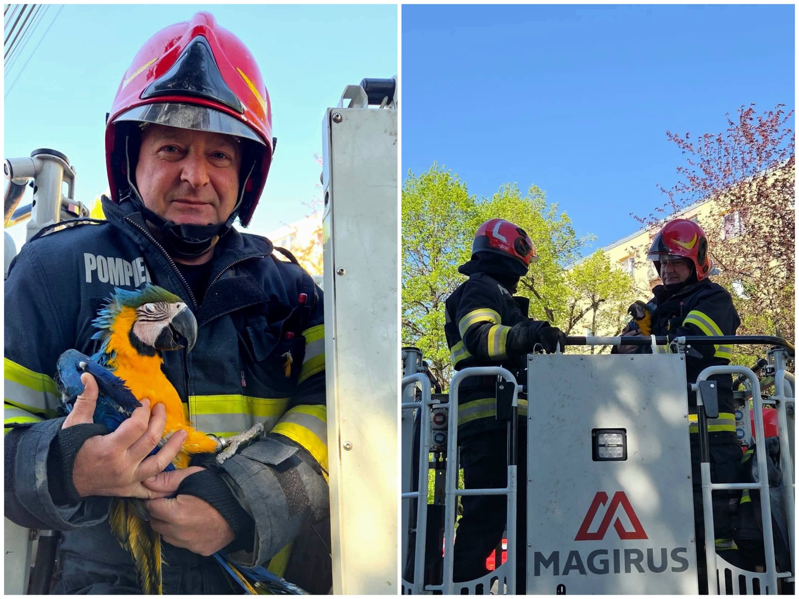 Pompierii din Cluj salvează un pui de papagal blocat într-un copac