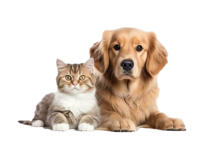 Montero.vet își caută un Medic Veterinar pentru depozitul logistic din Baia Mare