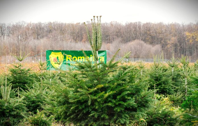 Romsilva cere fonduri pentru echiparea personalului silvic cu body-cam