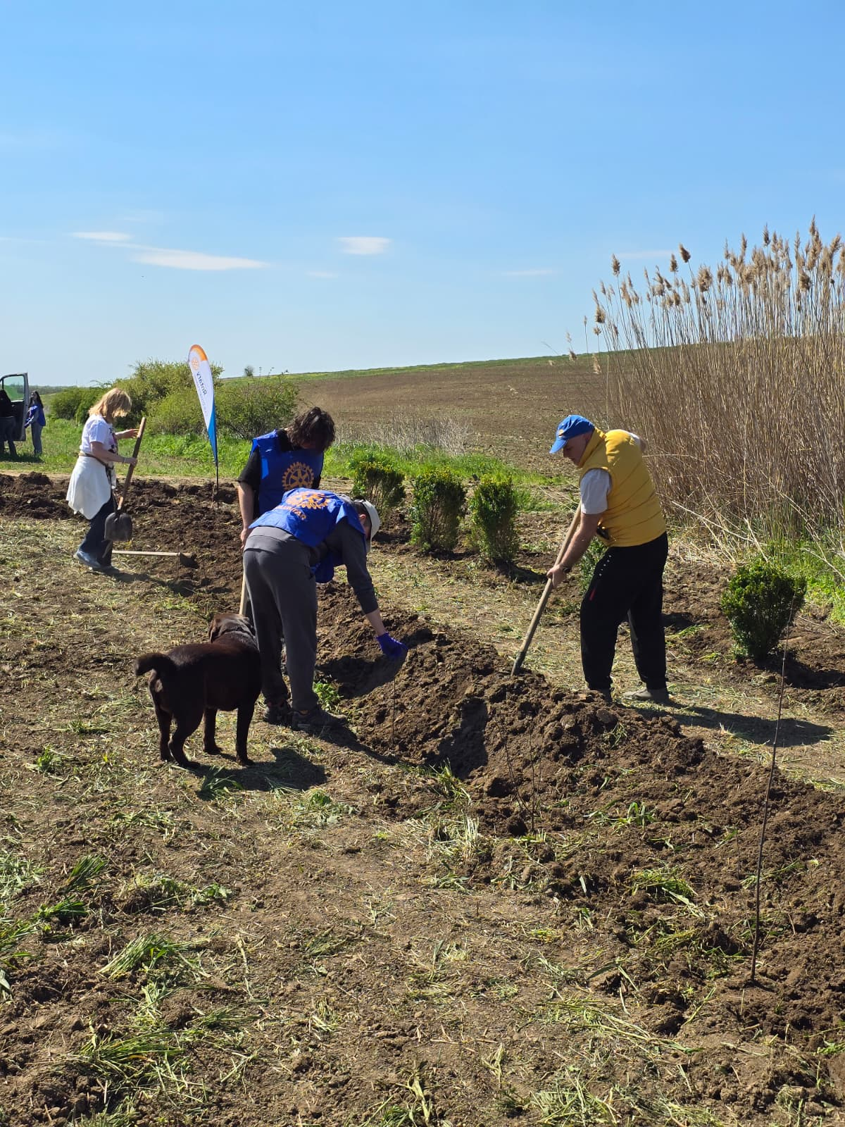 Membrii Rotary Club Galați Donaris au plantat 1.200 de copaci în Galați