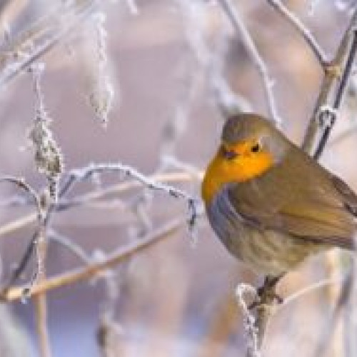 Vremea se răcește brusc în România, cu ninsori anunțate