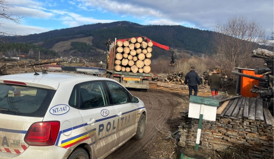 Transport ilegal de lemn: tiruri confiscate și dosar penal în Neamț