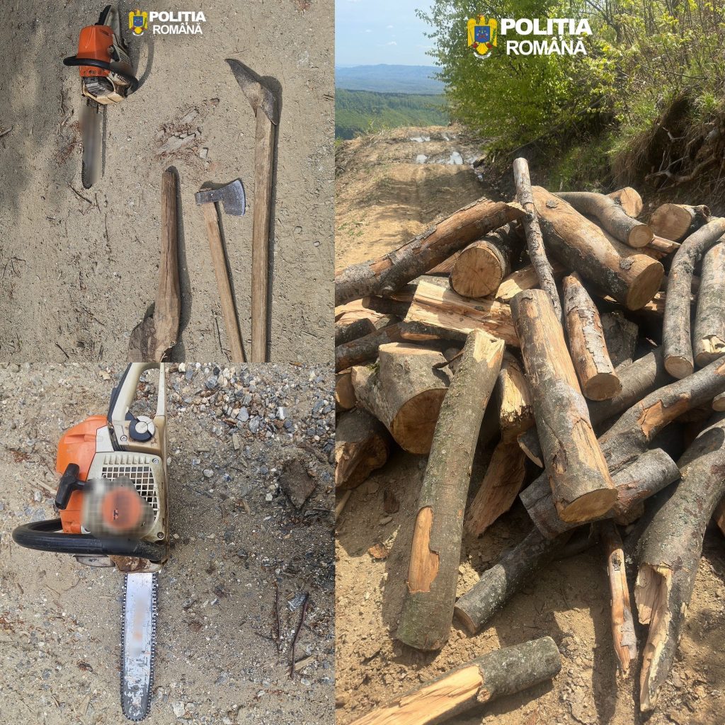 Doi bărbați din Polovragi, prinși de poliție în timp ce tăiau lemn ilegal