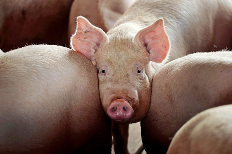 Fermele de porci din România se confruntă cu criza economică