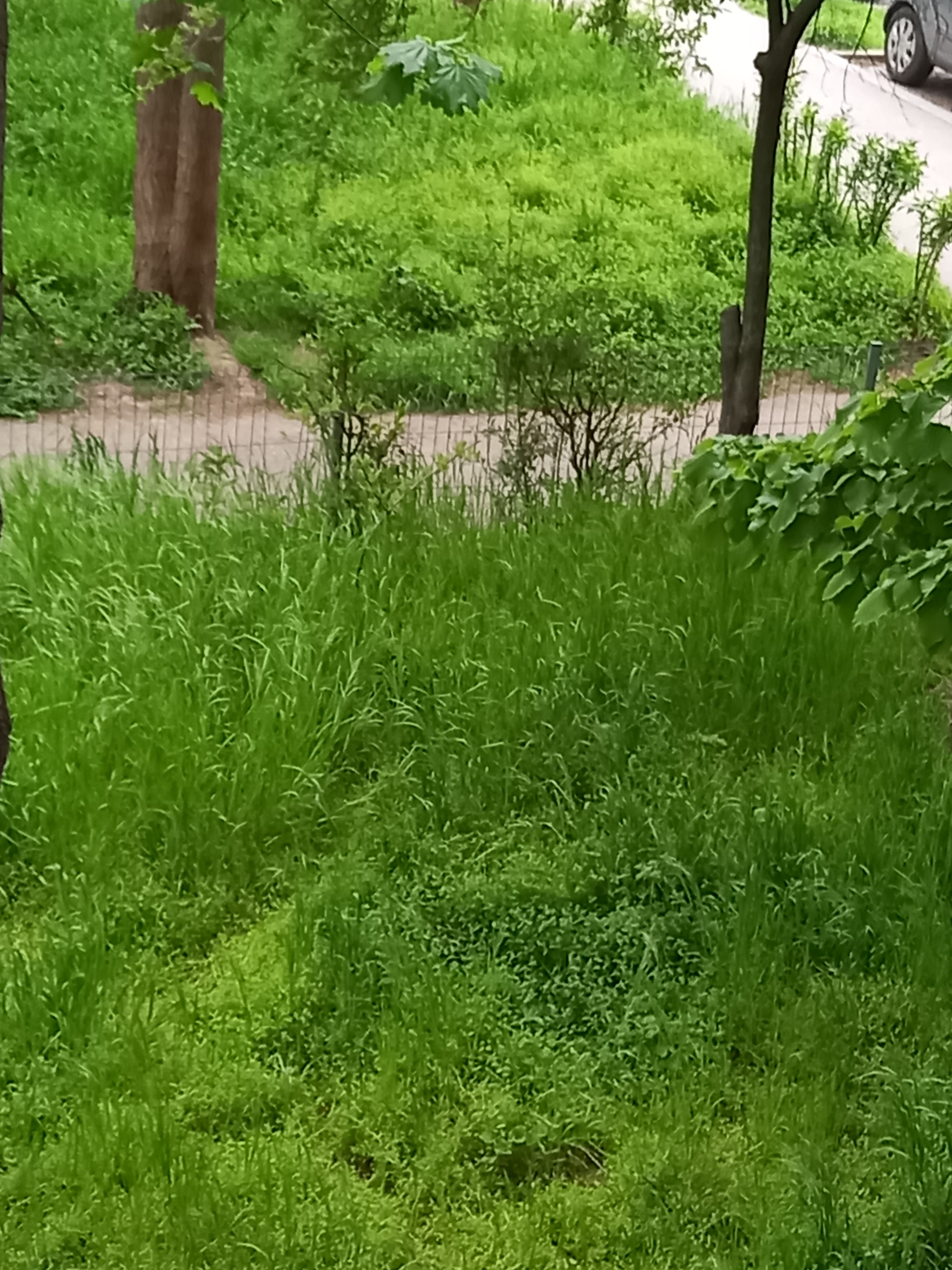 Gălățeanul transformă refrenul cunoscut într-o critică urbană amuzantă