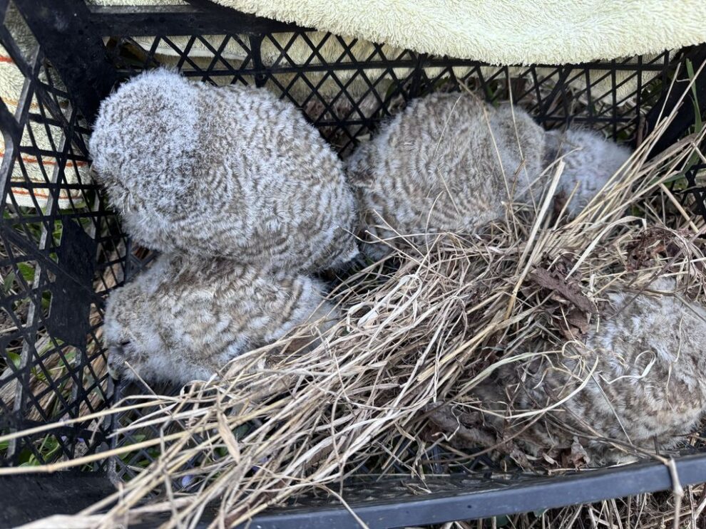 Voluntarii Harta Verde Romania salvează pui de păsări cu ajutorul Poliției