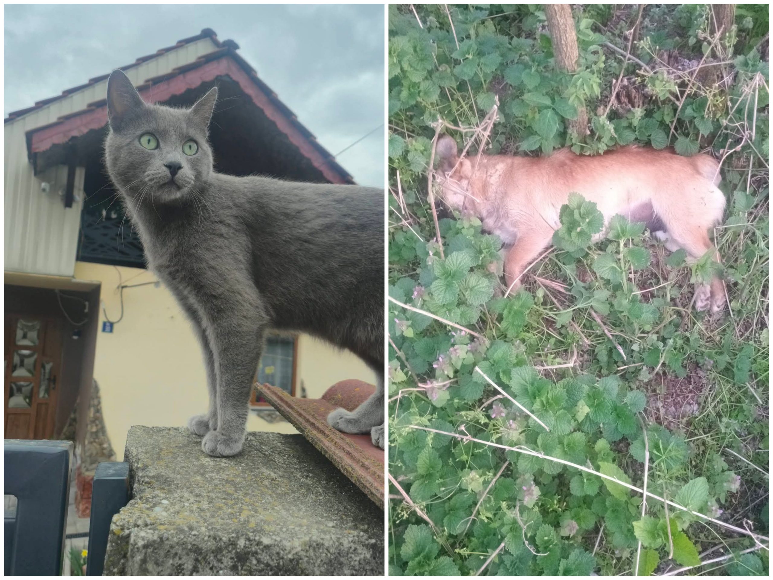O posibilă otrăvire a animalelor generează panică în Gorj