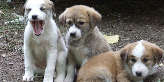 Parlamentul European aprobă reguli stricte pentru protecția câinilor și pisicilor