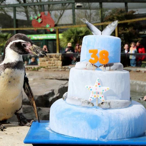 Celebrând cu o prăjitură acoperită cu pește, cea mai bătrână pinguină din lume împlinește 38 de ani