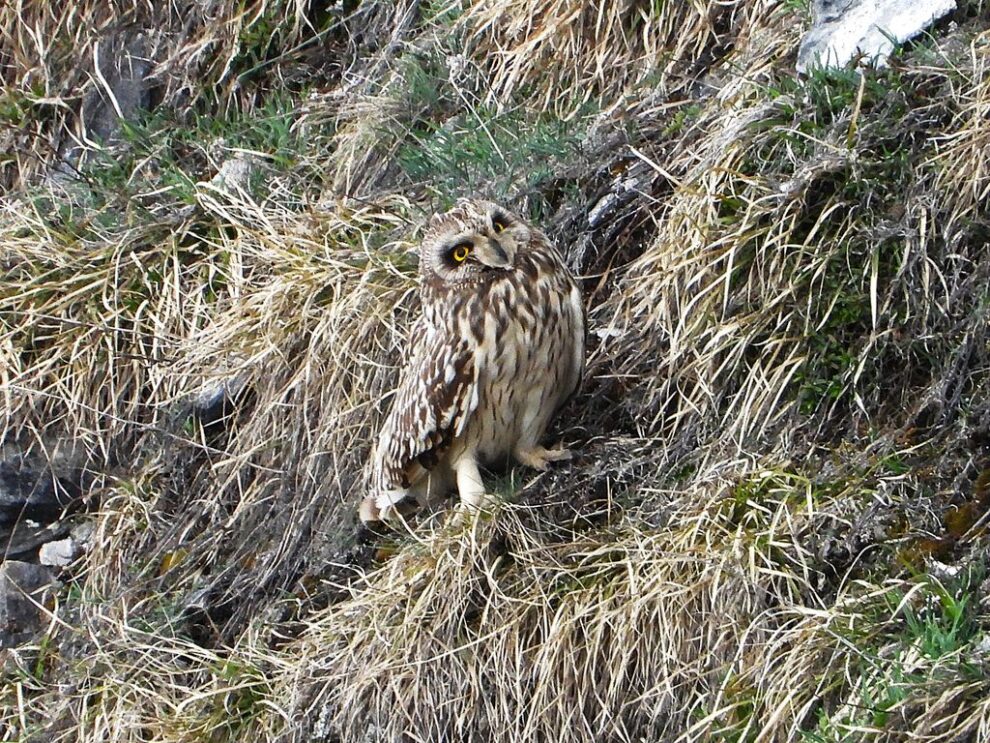 Descoperire rară în Parcul Național Munții Rodnei: un ciuf de câmp observat