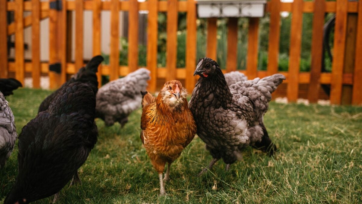 Gallinile din spatele casei răspândesc Salmonella rezistentă la antibiotice în SUA, avertizează CDC