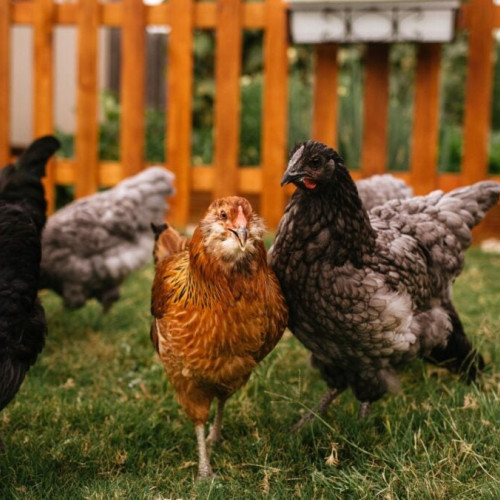 Păsările de curte răspândesc Salmonella rezistentă la antibiotice în SUA, avertizează CDC