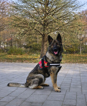 Max, câinele salvator, împlinește un an de aventuri