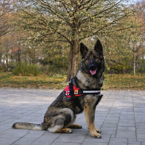 Max, câinele salvator, împlinește un an de aventuri