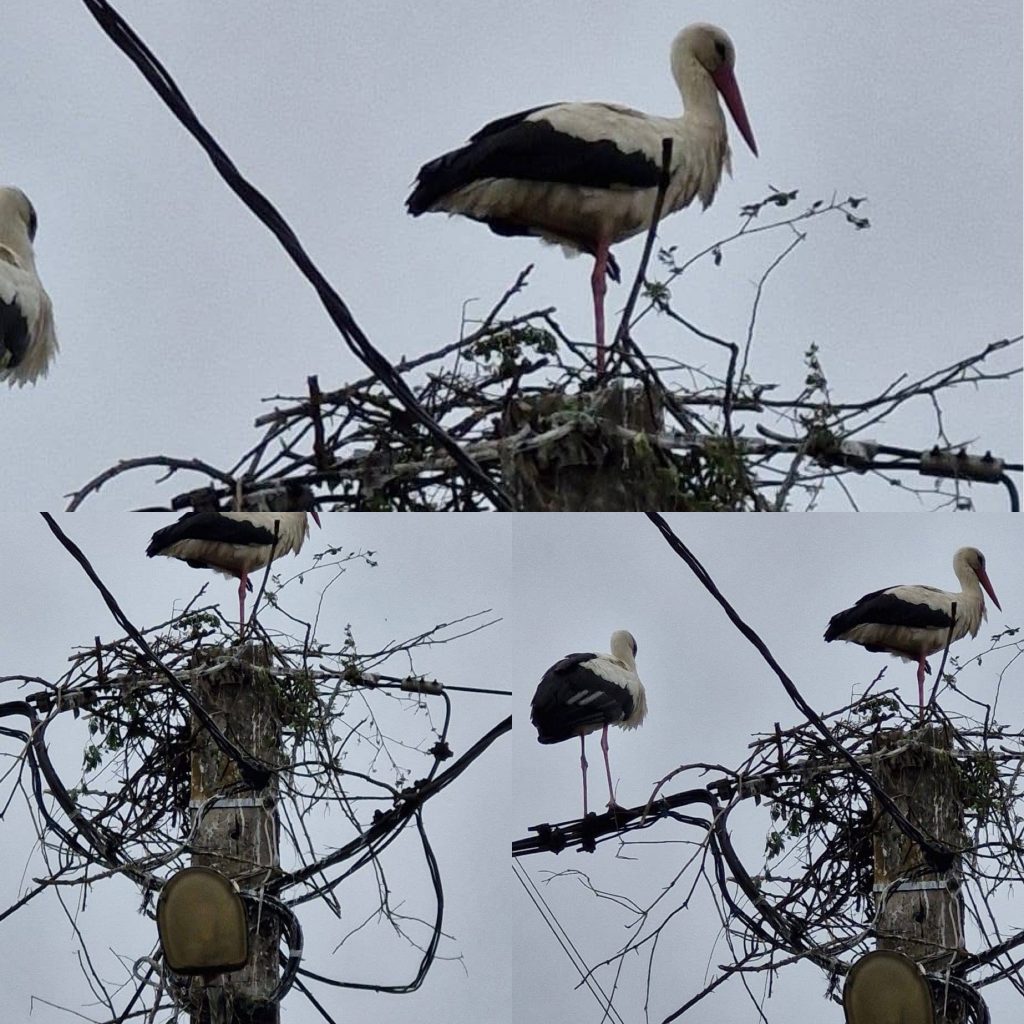 Berzele din Turcinești au nevoie de ajutor pentru a-și construi un cuib