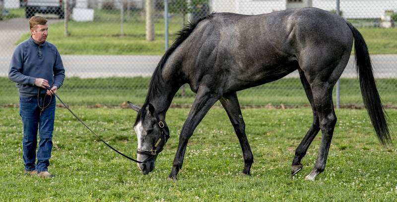 Great White Horse Update After Kentucky Derby Scratch Disaster With Jockey - Yahoo Sports