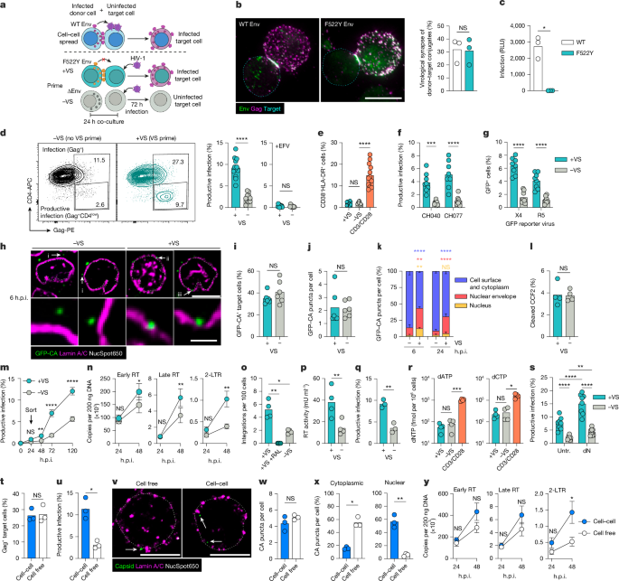 HIV-1 signalling remodels nuclear pores to licence infection - Nature