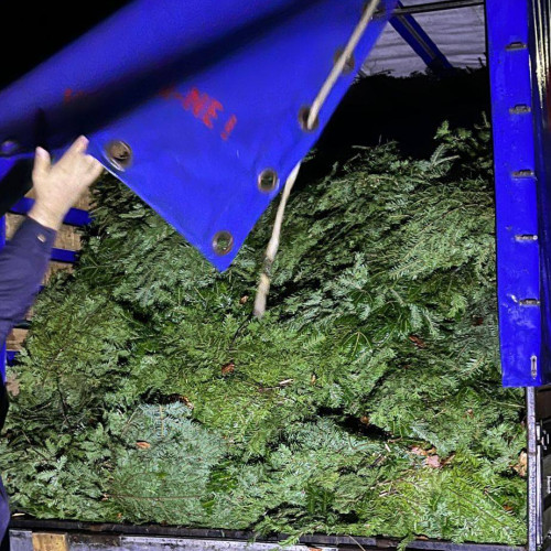 Amendă de 10.000 lei pentru un bărbat din Moroieni, surprins cu o tonă și jumătate de cetină ilegală