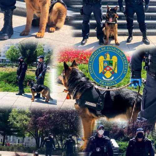 Jandarmeria Română anunță concurs pentru 15 funcții de subofițer cu specializarea câine serviciu