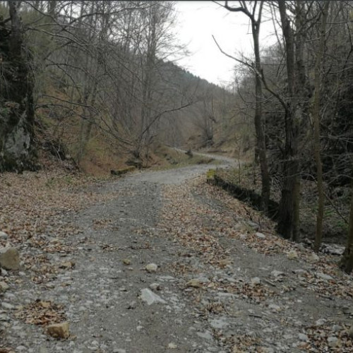 CȘmua neconstitnuțională a transferului drumuri forestiere de la Romsilva la consiliile locale admisă de CCR