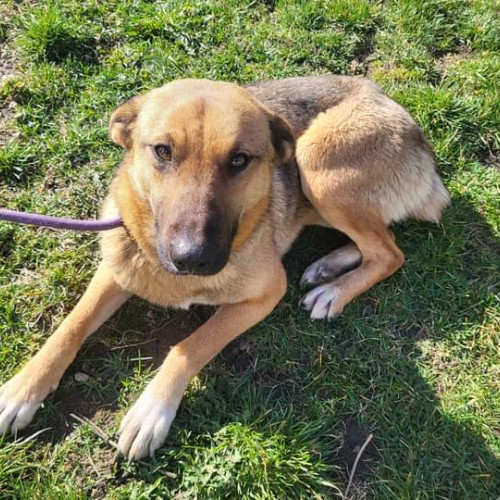 Peste 300 de catei asteapta adoptia in Sfantu Gheorghe: Marș de promovare a adopțiilor pentru salvarea animalelor fără stăpân.