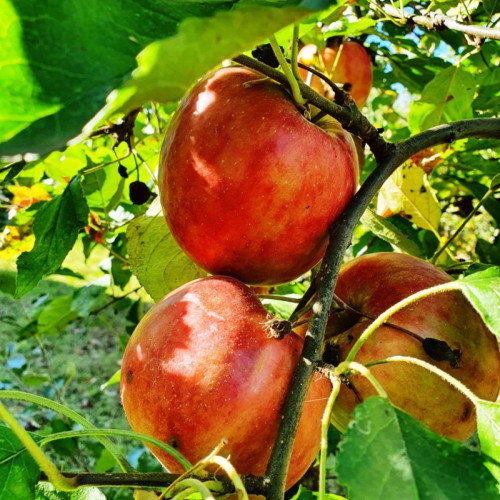 Pomi fructiferi vulnerabili la răcirea vremii în estul Transilvaniei, Nordul Mureșului și zonele montane