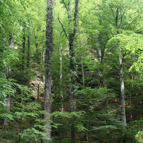 Grevul, aprobat în premieră de Guvern! Proprietarii pădurilor pot soluționa propria pază.