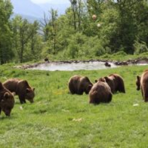 Săcele, locul unde se va construi un sanctuar pentru urși